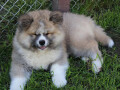 akita-inu-musko-stene-small-2