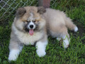 akita-inu-musko-stene-small-3