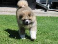 akita-inu-musko-stene-small-1