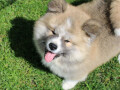 akita-inu-musko-stene-small-0