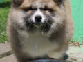 akita-inu-musko-stene-small-4