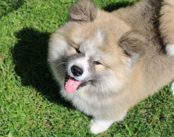 akita-inu-musko-stene-big-0