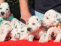 prodajem-dalmatinske-pse-small-3