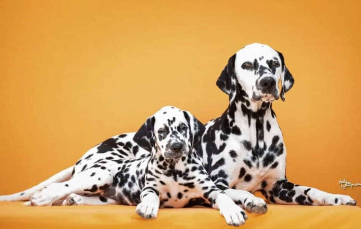 prodajem-dalmatinske-pse-big-1