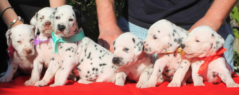 prodajem-dalmatinske-pse-big-3