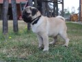 mops-small-1