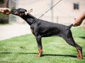 zenkice-dobermana-small-0