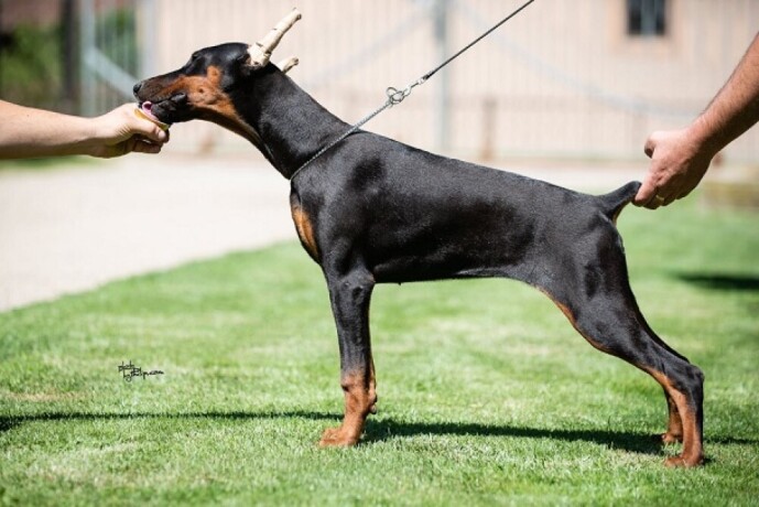 zenkice-dobermana-big-1