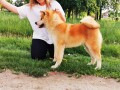 akita-inu-small-2