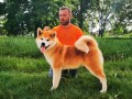 akita-inu-small-0