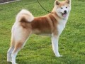 akita-inu-small-4