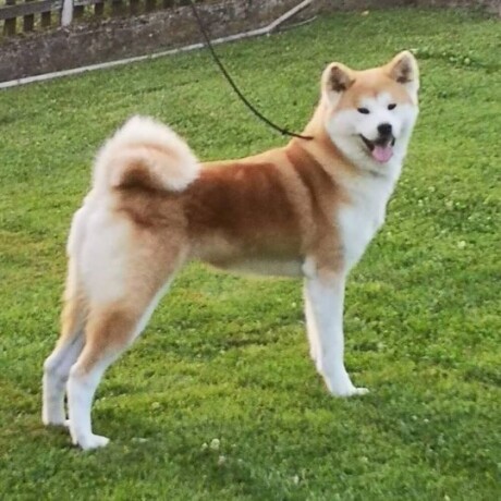 akita-inu-big-4