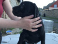 cane-corso-stenci-na-prodaju-small-2