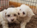 cute-maltese-puppies-are-available-small-0