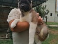 americka-akita-small-0