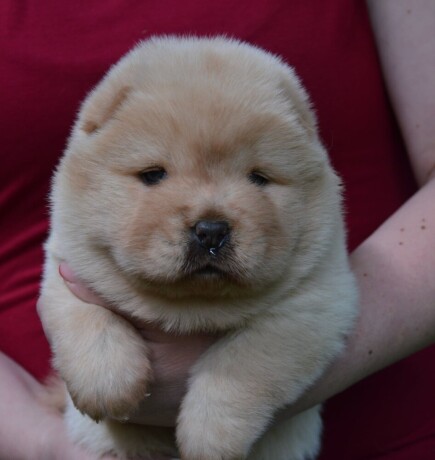 chow-chow-zensko-stene-krem-boje-big-2