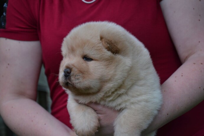 chow-chow-zensko-stene-krem-boje-big-3