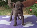 cane-corso-stenci-small-2