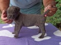 cane-corso-stenci-small-1