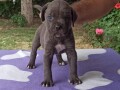 cane-corso-stenci-small-3