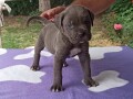 cane-corso-stenci-small-0