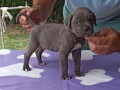 cane-corso-stenci-small-4