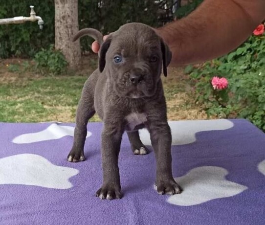 cane-corso-stenci-big-2