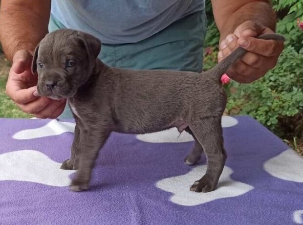 cane-corso-stenci-big-1