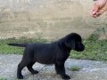 labrador-retriver-vrhunski-stenci-small-3