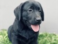 labrador-retriver-vrhunski-stenci-small-1