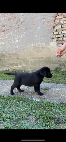 labrador-retriver-vrhunski-stenci-big-3