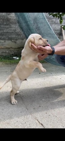 labrador-retriver-vrhunski-stenci-big-4