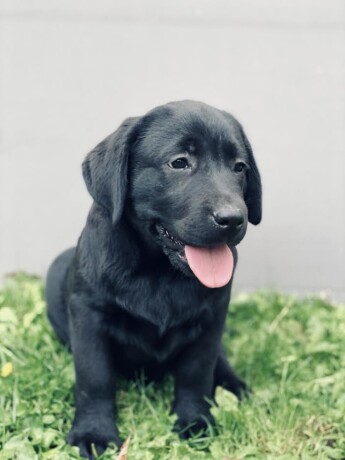 labrador-retriver-vrhunski-stenci-big-1