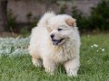 chow-chow-small-2