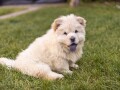 chow-chow-small-4
