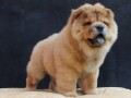 chow-chow-small-3