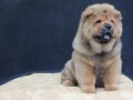 chow-chow-small-1