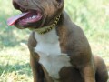 american-bully-pocket-micro-small-2