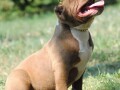 american-bully-pocket-micro-small-3