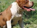 american-bully-pocket-micro-small-4