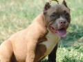 american-bully-pocket-micro-small-1