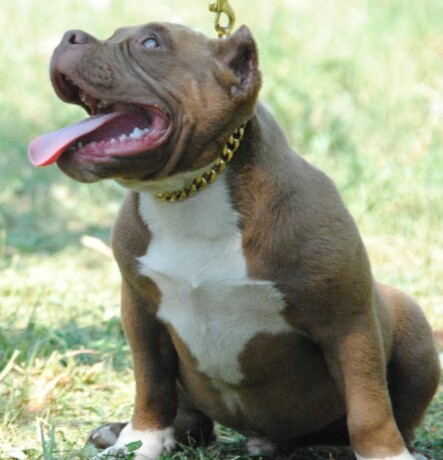 american-bully-pocket-micro-big-2