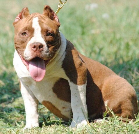 american-bully-pocket-micro-big-0