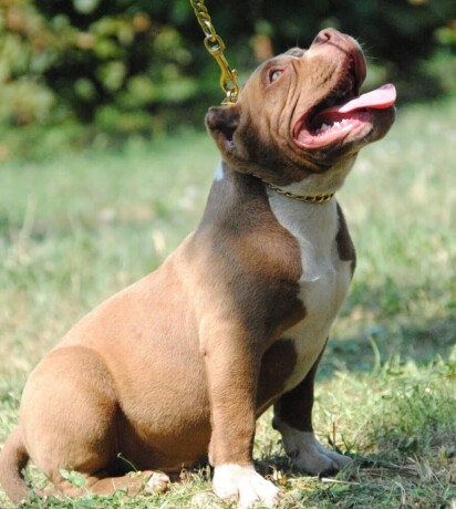 american-bully-pocket-micro-big-3