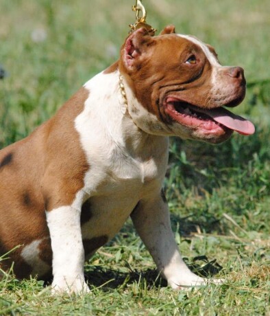 american-bully-pocket-micro-big-4