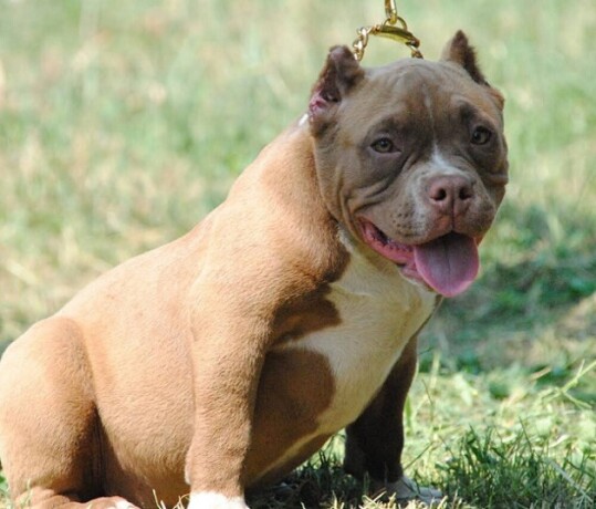 american-bully-pocket-micro-big-1