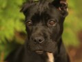 cane-corso-stenci-small-2