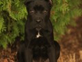 cane-corso-stenci-small-0