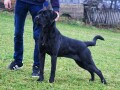 cane-corso-stenci-small-3