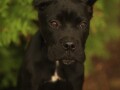 cane-corso-stenci-small-1